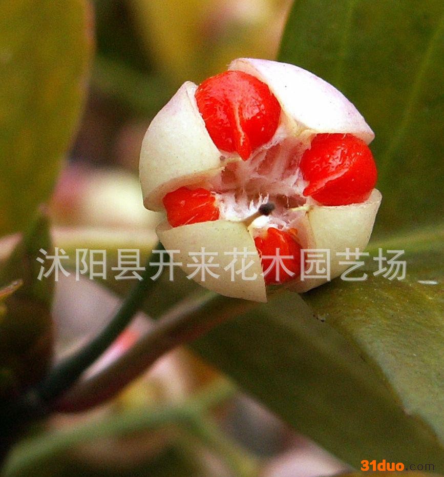 低价批发  黄杨种子 1-2年树苗 工程苗 黄杨苗