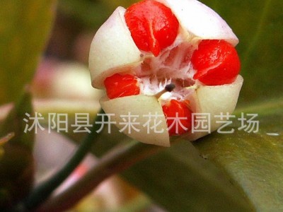 低价批发  黄杨种子 1-2年树苗 工程苗 黄杨苗