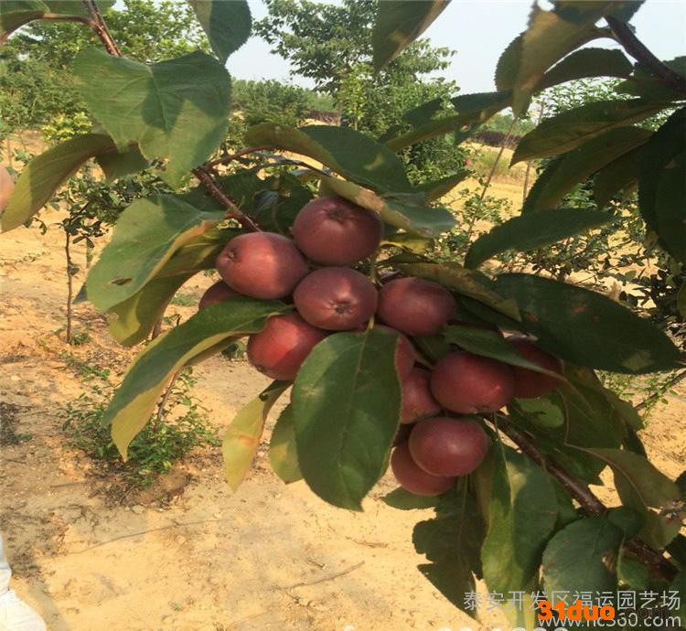 果树苗木 苹果树苗 盆栽地栽南北方种植红富士 矮化 品种齐全