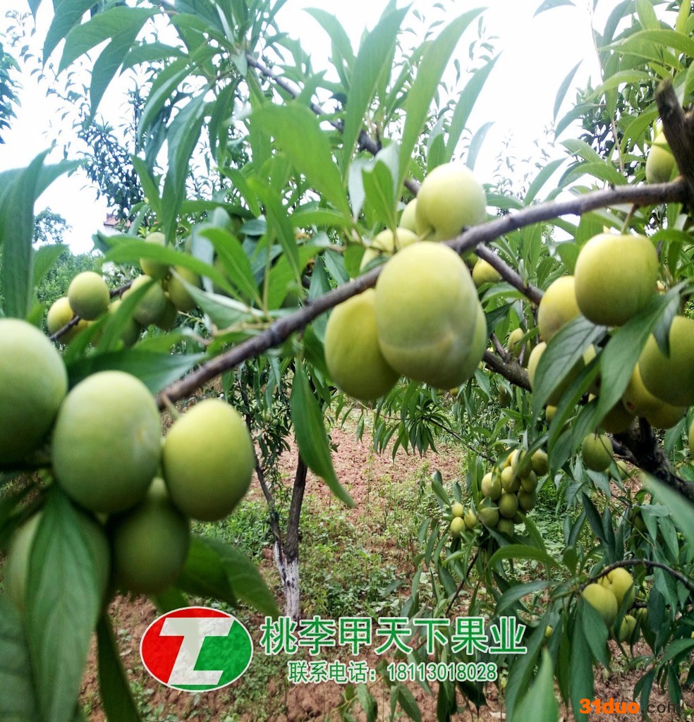 那里有李子树苗