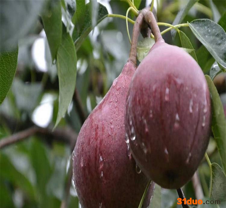 热卖条红酥梨树苗 抗病成活好条红酥梨树苗 回头客多 品质保证