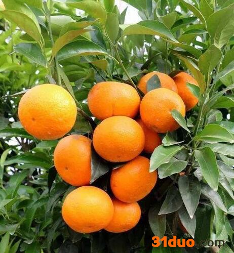 沃柑柑桔苗 沃柑苗价格 沃柑树苗