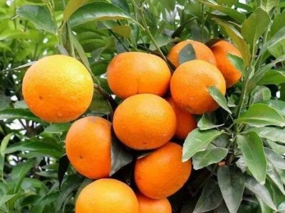 沃柑柑桔苗 沃柑苗价格 沃柑树苗