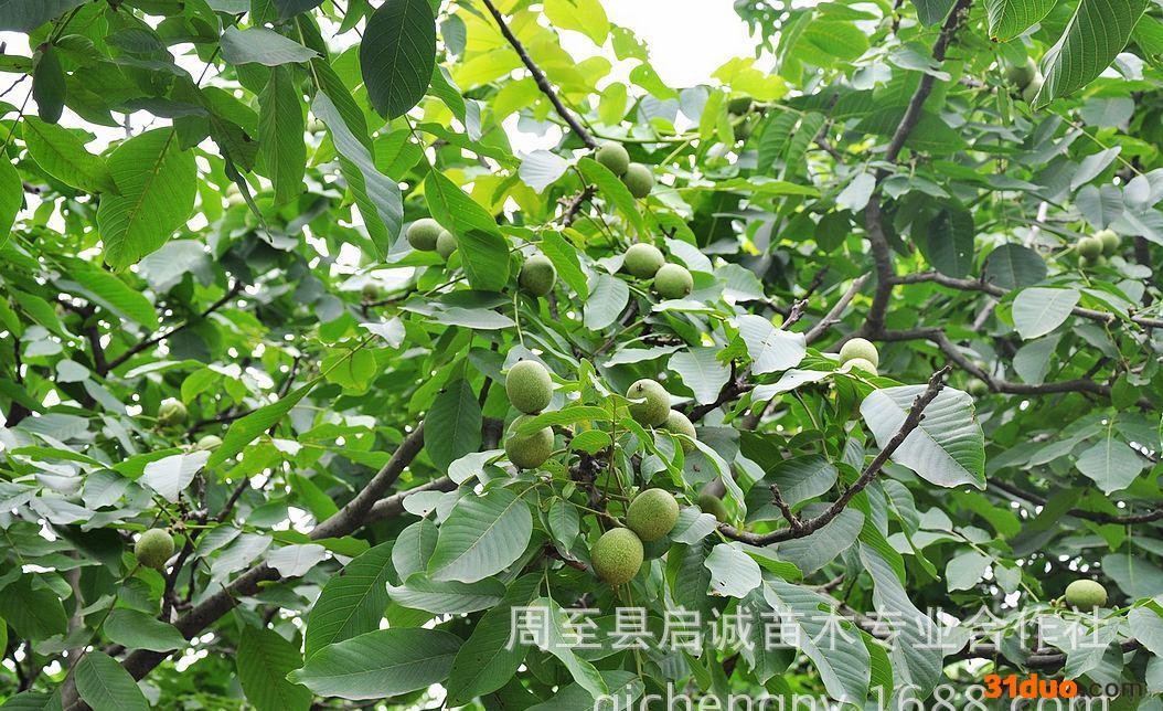 果苗零售果树苗核桃树苗 辽四嫁接成品薄皮核桃苗