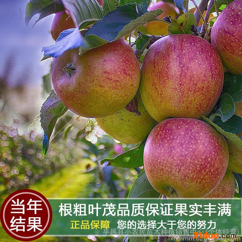 室内外阳台嫁接盆栽苹果树苗北方地栽庭院苹果苗南方种植果树苗