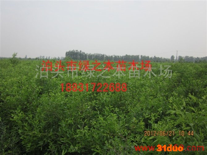 供应各种果树苗**枣树苗