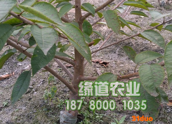 云南车厘子树苗价格,云南车厘子树苗怎么种植