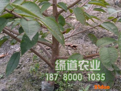 云南车厘子树苗价格,云南车厘子树苗怎么种植