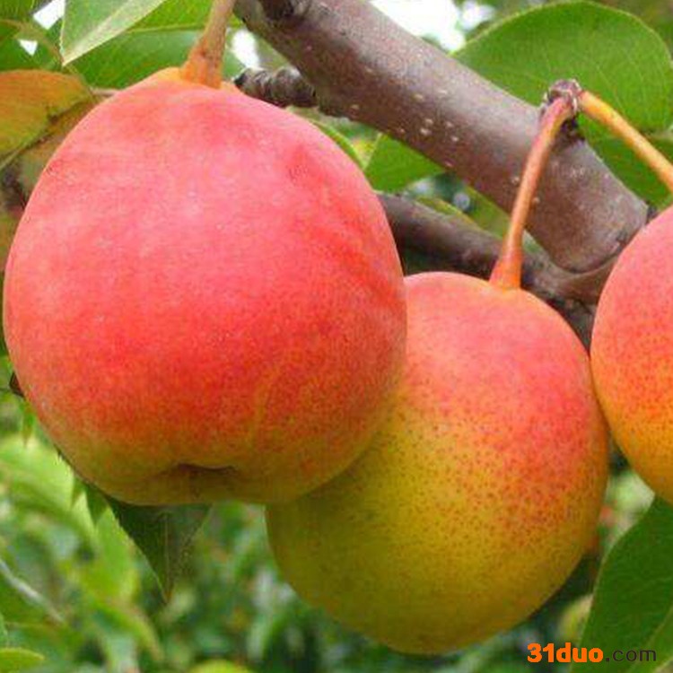 晟辉园艺场 梨树苗 黄金梨树苗 品种齐全 根系强易成活 基地现挖发货 欢迎订购