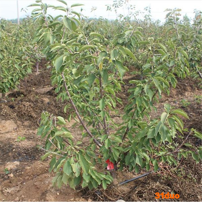 樱桃树苗 园艺场直供大樱桃树苗 现卖现挖求购樱桃树苗