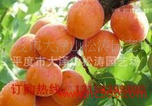 供应  青岛松涛园艺- **杏树苗