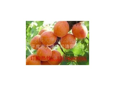 供应  青岛松涛园艺- **杏树苗