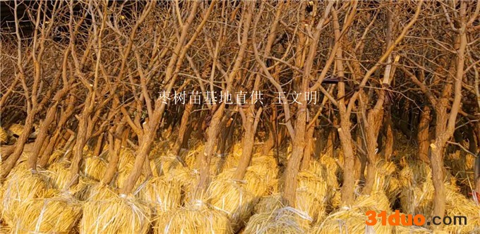 成活率高枣树苗批发价格