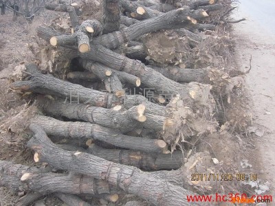 供应泊头市利源苗木场供应地径3-15公分占地枣树苗占地枣树苗