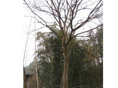 量大从优【朴树**供应批发**朴树苗绿化用苗朴树成活率高