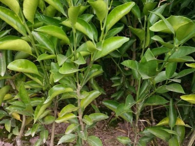 爱媛38号柑橘树苗早熟红美人柑橘树苗春见耙耙柑苗提供水果苗木