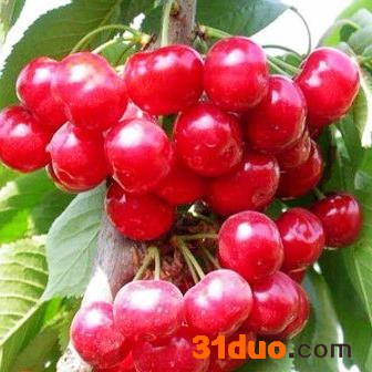 苹果苗樱桃苗果树苗 泰安东城林果苗木 各种绿化苗果树苗 欢迎基地看苗