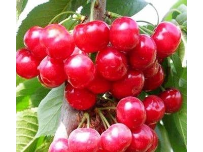 苹果苗樱桃苗果树苗 泰安东城林果苗木 各种绿化苗果树苗 欢迎基地看苗