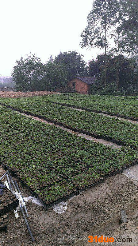 供应0006牛大力种苗牛大力苗牛大力树苗