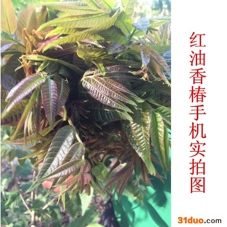木鑫 香椿树苗供求信息 红油香椿树苗 无公害香椿芽栽植技术 种植香椿芽的经济效益 成活率高的椿芽树苗