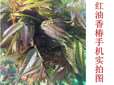 木鑫 香椿树苗供求信息 红油香椿树苗 无公害香椿芽栽植技术 种植香椿芽的经济效益 成活率高的椿芽树苗