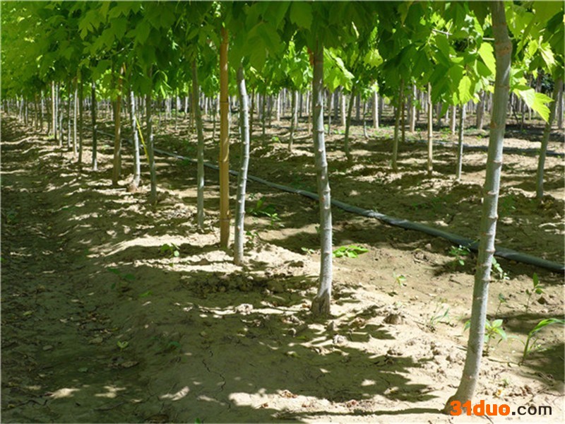 北京宝山彩叶园林种植   金叶复叶槭  树苗