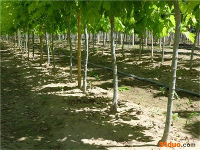 北京宝山彩叶园林种植   金叶复叶槭  树苗