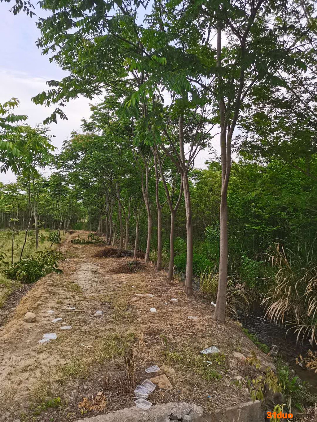 江西**栾树九江专业种植栾树栾树苗1至15公分