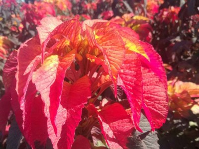 **花海花籽雁来红种籽 步步高易种植花卉种籽欢迎选购