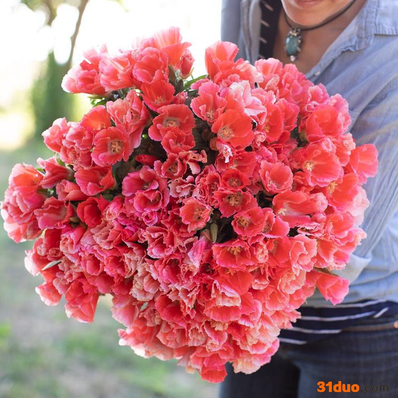 古代稀四季易种易活开花室内秋播种盆栽花卉秋季花种子秋天种花草