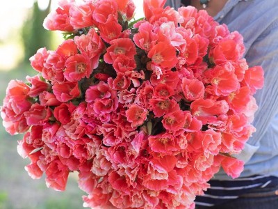 古代稀四季易种易活开花室内秋播种盆栽花卉秋季花种子秋天种花草