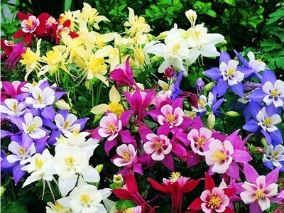 供应漏斗菜种子 漏斗菜种子价格 多年生宿根花卉