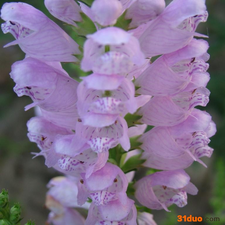 假**盆栽 辽宁假**  多年生宿根花卉  庭院盆栽植物批发