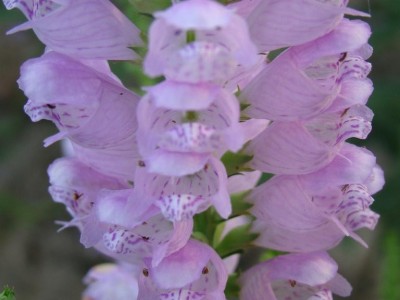 假**盆栽 辽宁假**  多年生宿根花卉  庭院盆栽植物批发