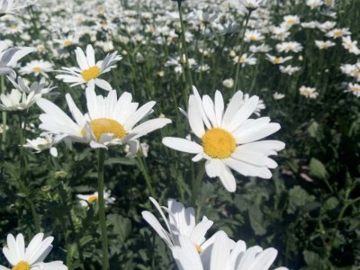 **花海花籽 西洋滨菊种籽 大滨菊 易种植花卉种籽欢迎选购