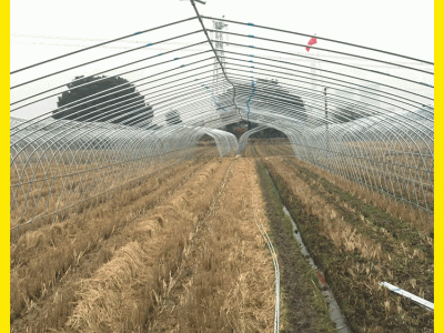 庆阳地区  2500一个大棚 花卉钢架大棚 热镀锌大棚管枸杞大棚