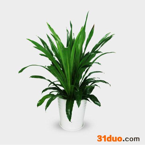 重庆绿植绿植出租花卉租摆办公室植物租赁公司也门铁高0.8-1.0m报价植物租赁价格优惠