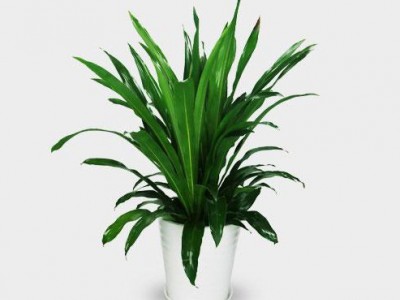 重庆绿植绿植出租花卉租摆办公室植物租赁公司也门铁高0.8-1.0m报价植物租赁价格优惠