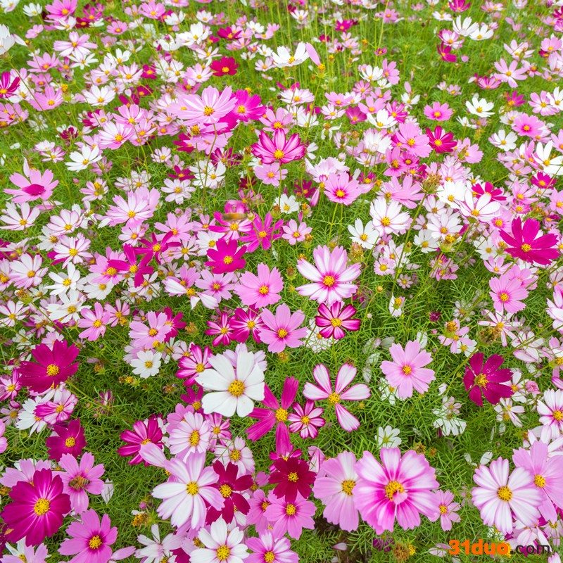 波斯菊种子  零售批发波斯菊种子  多年生花种子 护坡花卉种子