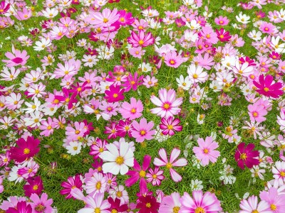 波斯菊种子  零售批发波斯菊种子  多年生花种子 护坡花卉种子