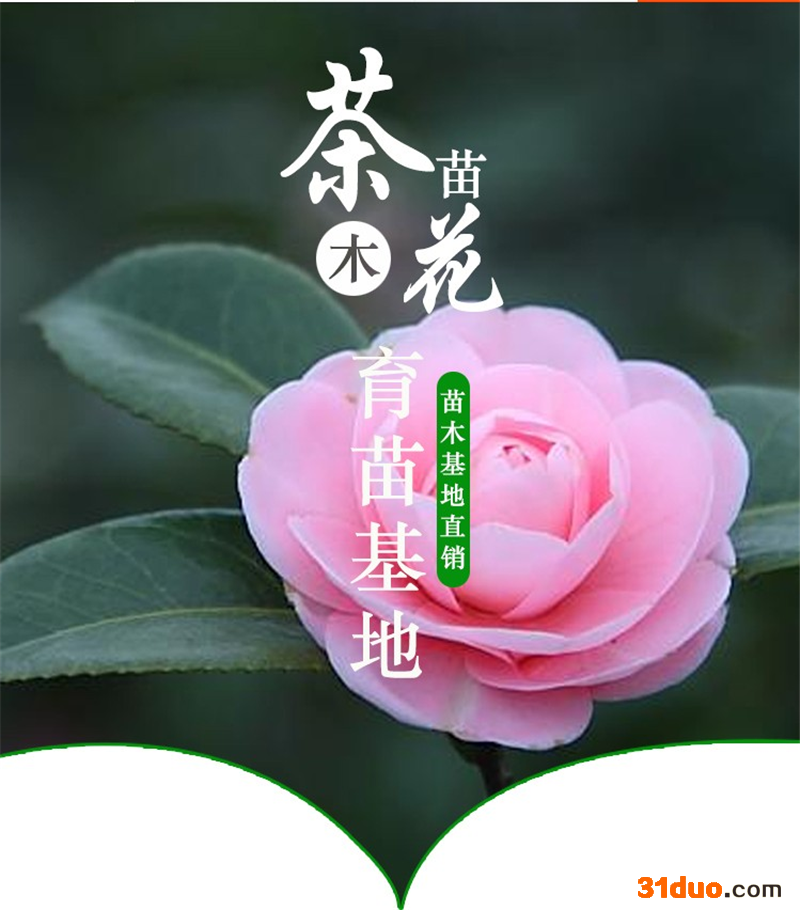 茶花盆栽带花苞四季香妃室内客厅大棵浓香型树苗烈香山茶庭院花卉