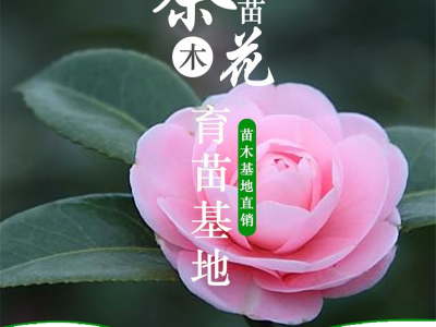 茶花盆栽带花苞四季香妃室内客厅大棵浓香型树苗烈香山茶庭院花卉