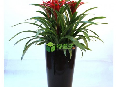 重庆绿植租摆公司凤梨鸿运当头植物出租花卉租摆自有苗圃价格优惠