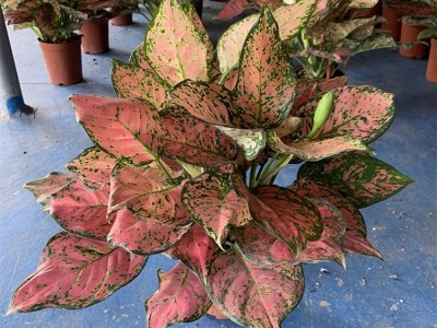 卖花郎园艺漳州小盆栽如意皇后 吉利红 万年红 盆栽花卉 室内客厅观叶绿植盆景桌面植物