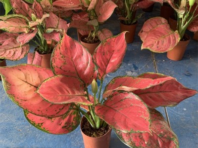 卖花郎园艺漳州小盆栽基地直销**如意皇后盆栽植物室内绿植花卉彩色粗肋草四季常青 举报