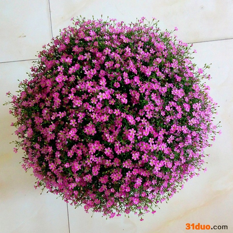 批发满天星种子 园艺花卉种子 四季开花 易活