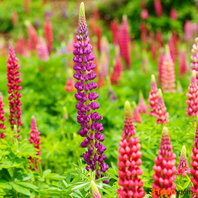 宿迁津帆鲁冰花厂家供应 园林绿化工程种子 鲁冰花 鲁冰花种子 花卉种子 花卉种子