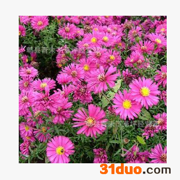 =  荷兰菊批发 草花 花卉绿植 多年生草本