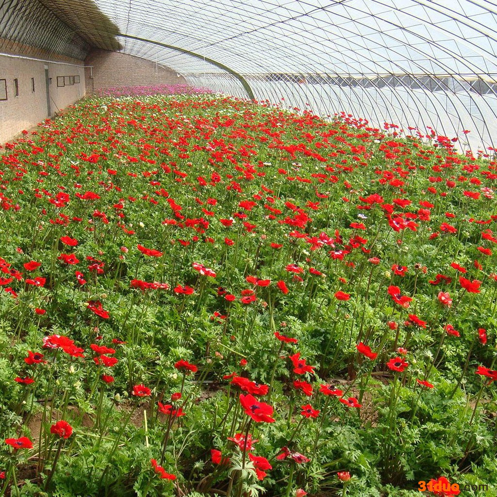 正成 搭建花卉大棚 蔬菜大棚 温室大棚建造来电详询