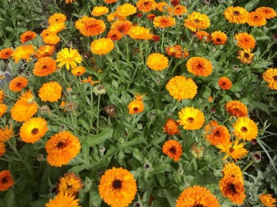 **花卉种子 金盏菊 黄金盏 观花植物 欢迎选购 药用 景观